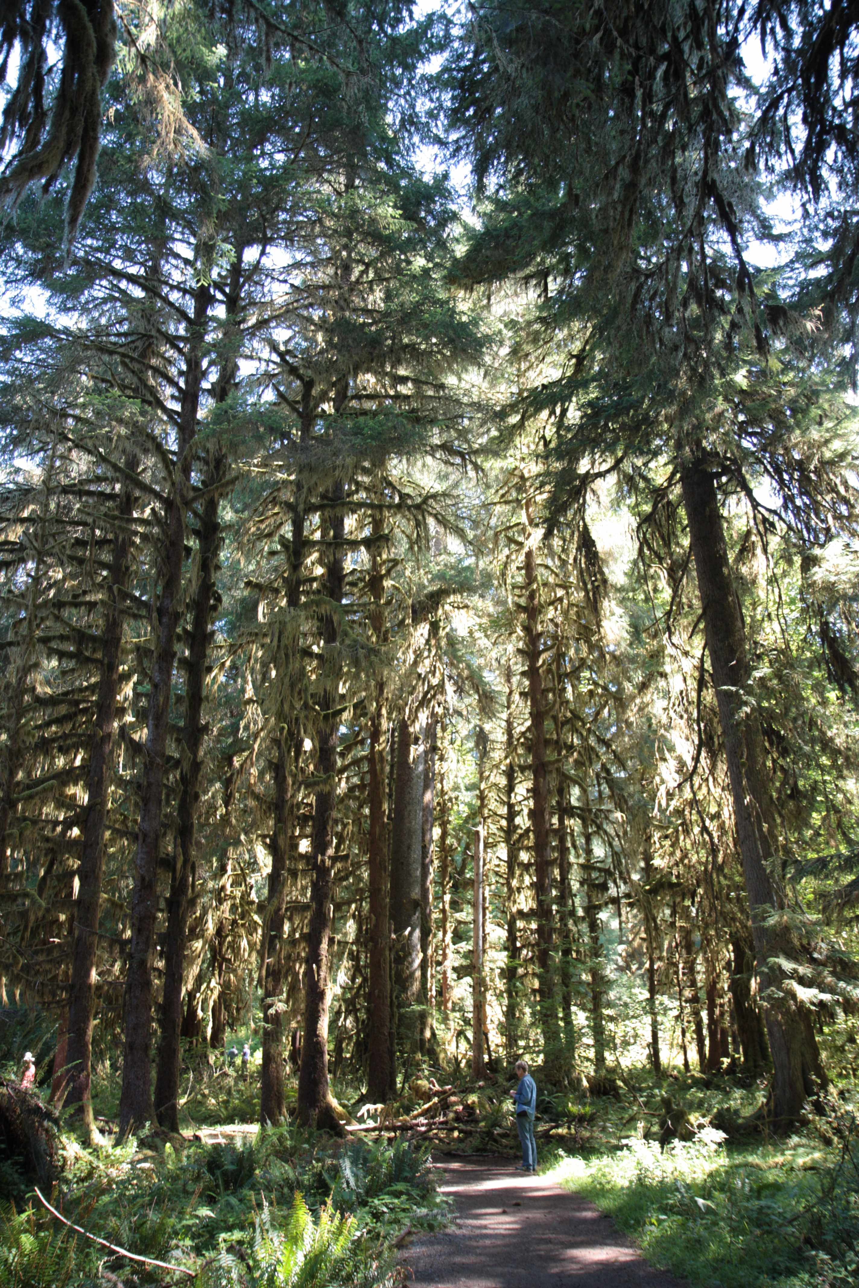 Olympic NP